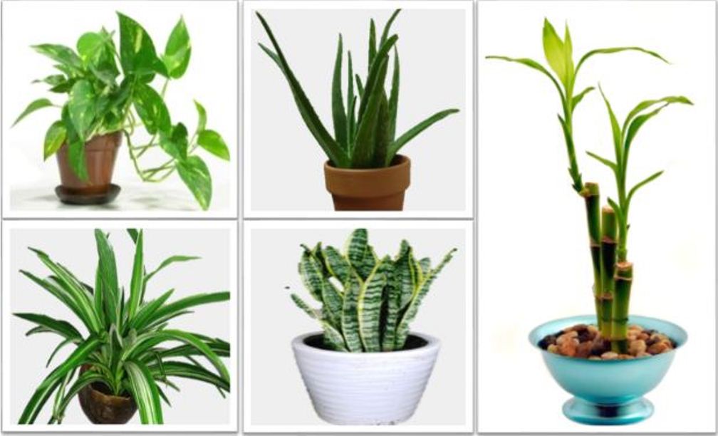 The Best Indoor Plants That Reduce Stress, Purify the Air in Your Home, And Are Impossible To Kill
